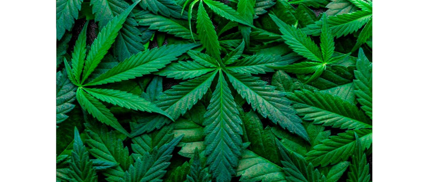 Wie unterscheide ich gutes von schlechtem Cannabis?